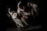 Gary Clarke Company COAL - Photo by Joe Armitage